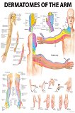 Dermatomes of the Arm - 50 x 70 cm - 