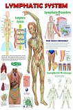 Lymphatic System - 50 x 70 cm - 