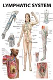 Lymphatic System - 80 x 100 cm - 