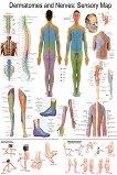 Dermatomes and Nerves: Sensory Map - 50 x 70 cm - 