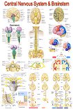 Central Nervous System & Brainstem - 50 x 70 cm - 