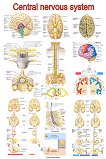 Central Nervous System Anatomy - 50 x 70 cm - 
