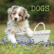 Стенен календар - Dogs 2027 - календар