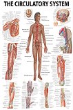 The Human Circulatory System - 80 x 100 cm - 