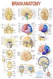 Brain Anatomy - 50 x 70 cm - 