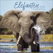   - Elephants 2026 - 