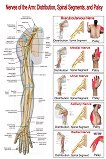 Nerves of the Arm: Distribution, Spinal Segment, and Palsy - 80 x 100 cm - 