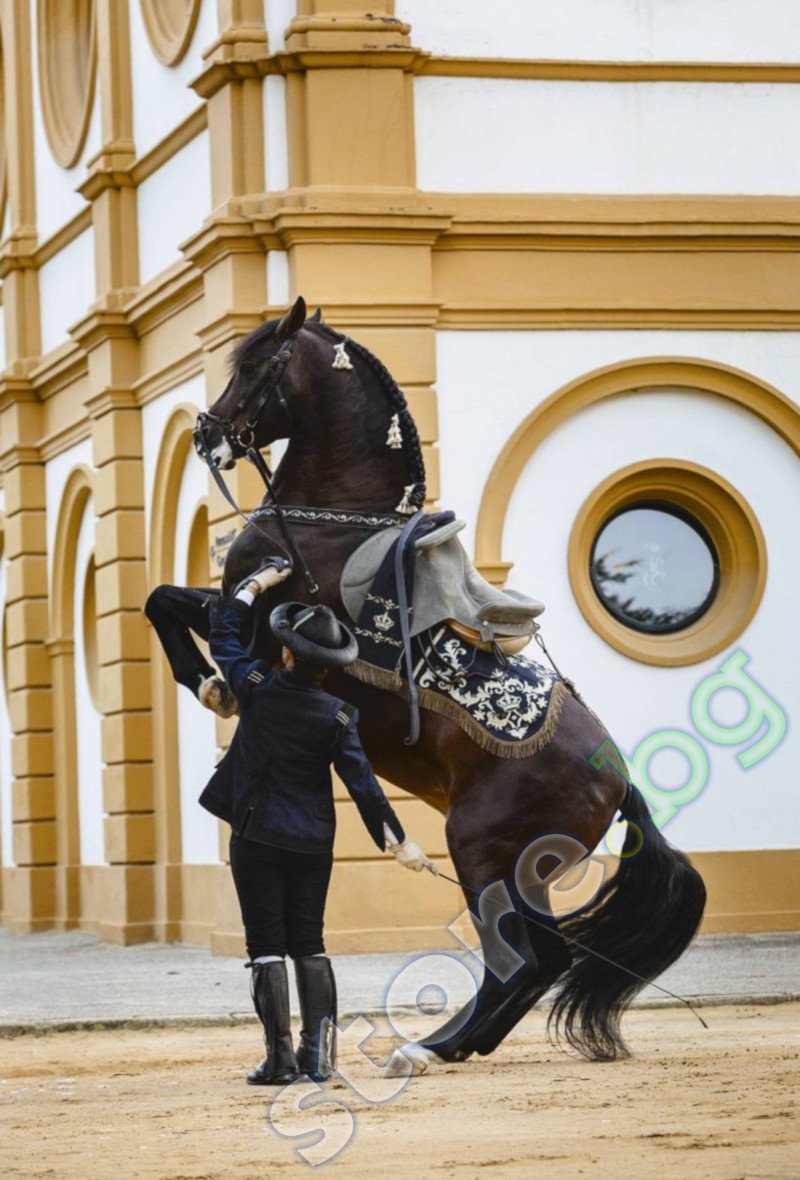 The Equestrian World - Peter Clotten - 📕 книга - store.bg