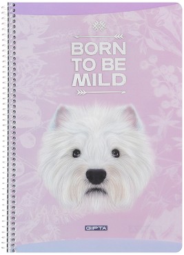     - Mild :  A4    - 80  - 
