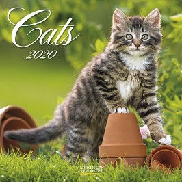   - Cats 2020 - 