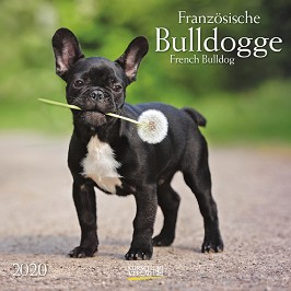   - French Bulldog 2020 - 