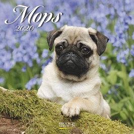   - Mops 2020 - 
