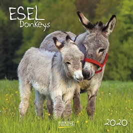   - Donkeys 2020 - 