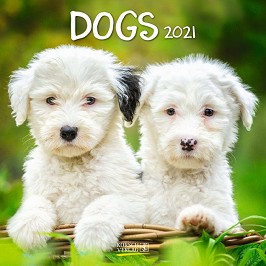   - Dogs 2021 - 
