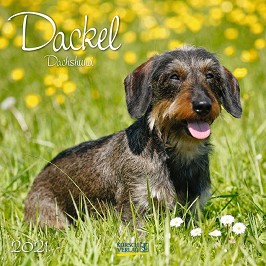   - Dackel 2021 - 