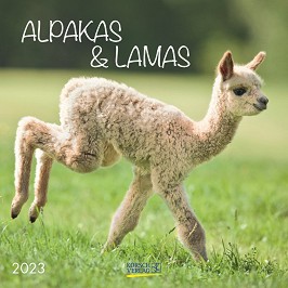  - Alpakas & Lamas 2023 - 