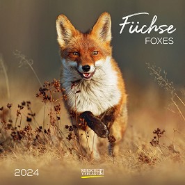   - Fuchse. Foxes 2024 - 