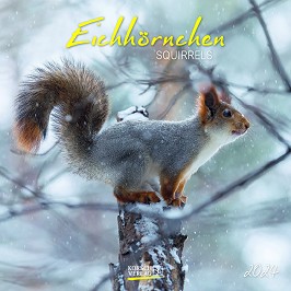   - Eichhornchen. Squirrels 2024 - 