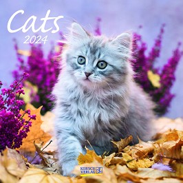   - Cats 2024 - 