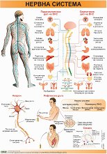 ������ ������ �����: ������ ������� - 