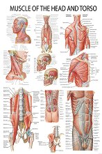 Muscle of the Head and Torso - 