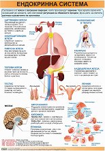 ������ ������ �����: ���������� ������� - 