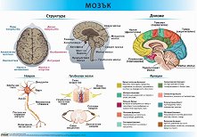 ������ ������ �����: ����� - 