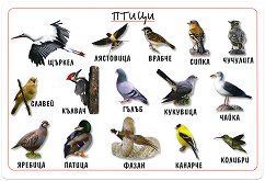 ���� ������ �����: ����� - 