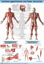 ������ ������ �����: ������-���������� �������. ������� - 