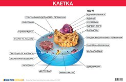 ������ ������ �����: ������ - 