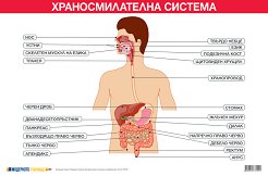 ������ ������ �����: ��������������� ������� - 