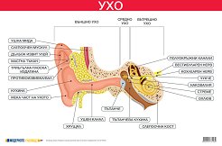 ������ ������ �����: ��� - 