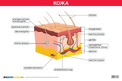 ������ ������ �����: ���� - 