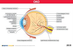 ������ ������ �����: ��� - 