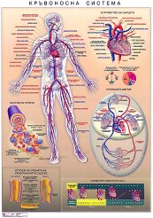 ������ �����: ���������� ������� - 