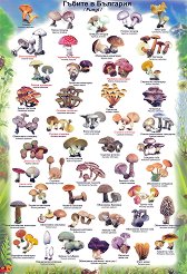 ������ �����: ������ � �������� - 