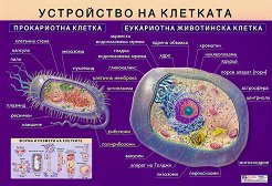 ������ �����: ���������� �� �������� - 