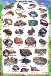 ������ �����: ��������� � �������� - 