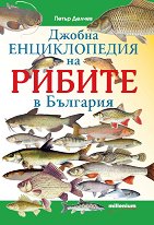 ������ ������������ �� ������ � �������� - �����