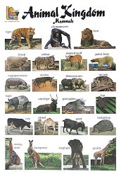 ������ ����� �� ��������� ����: Animal Kingdom. Mammals - 