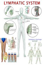Lymphatic System - 