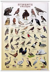 ������ ������ �����: ������� � �������� - 