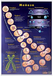 ������ ������ �����: ������ - 