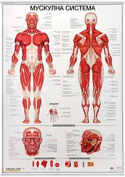 ������ ������ �����: �������� ������� - 