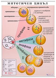 ������ ������ �����: ��������� ����� - 