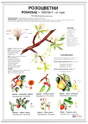 ������ ������ �����: ���������� �������� - 