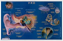 ������ ������ �����: ��� - 