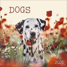   - Dogs 2026 - 