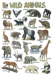      : Wild Animals - 