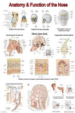 Anatomy & Function of the Nose - 
